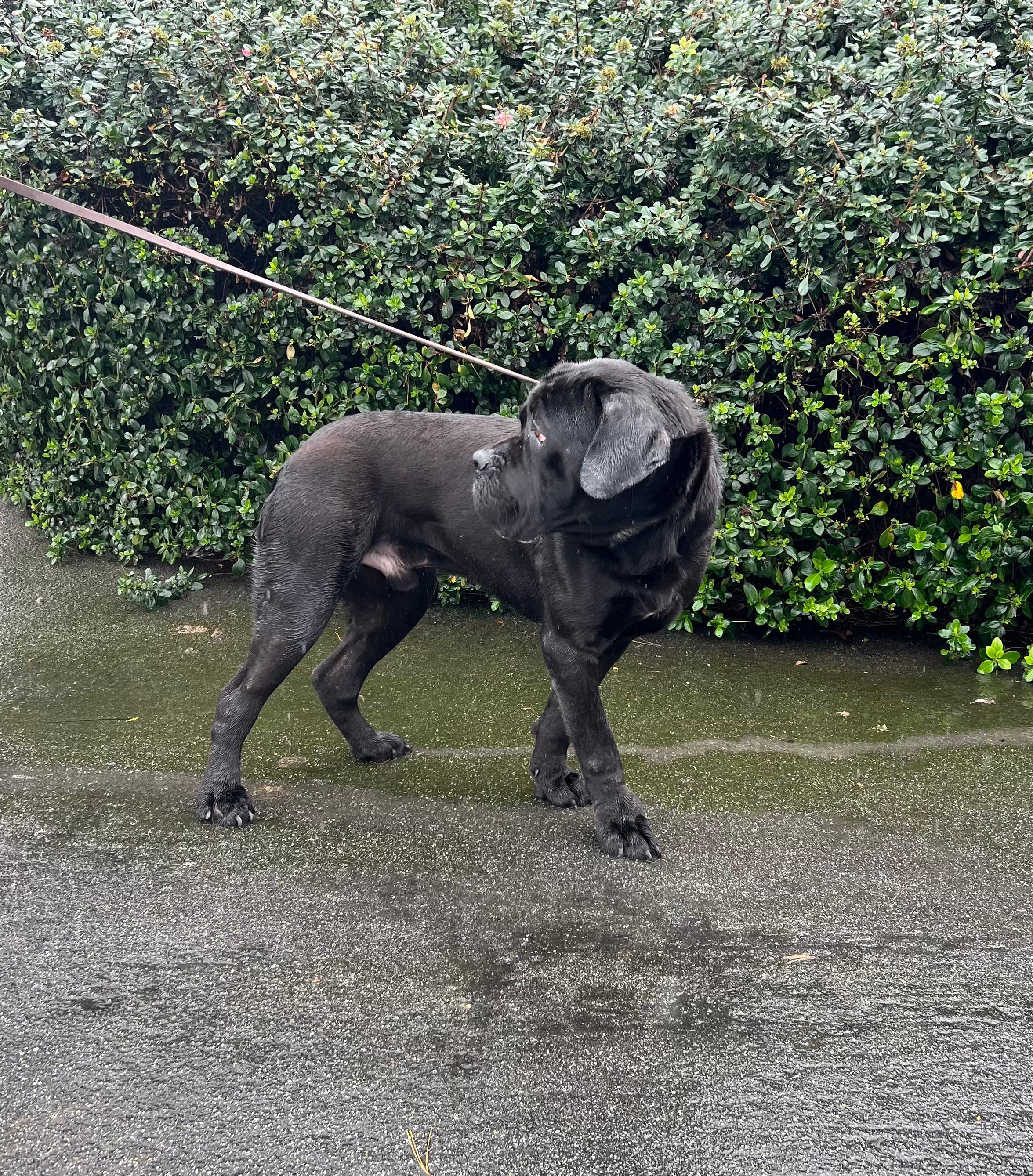 Sirius , a ADOPTABLE Cane Corso in San Juan Bautista, CA image 2/6