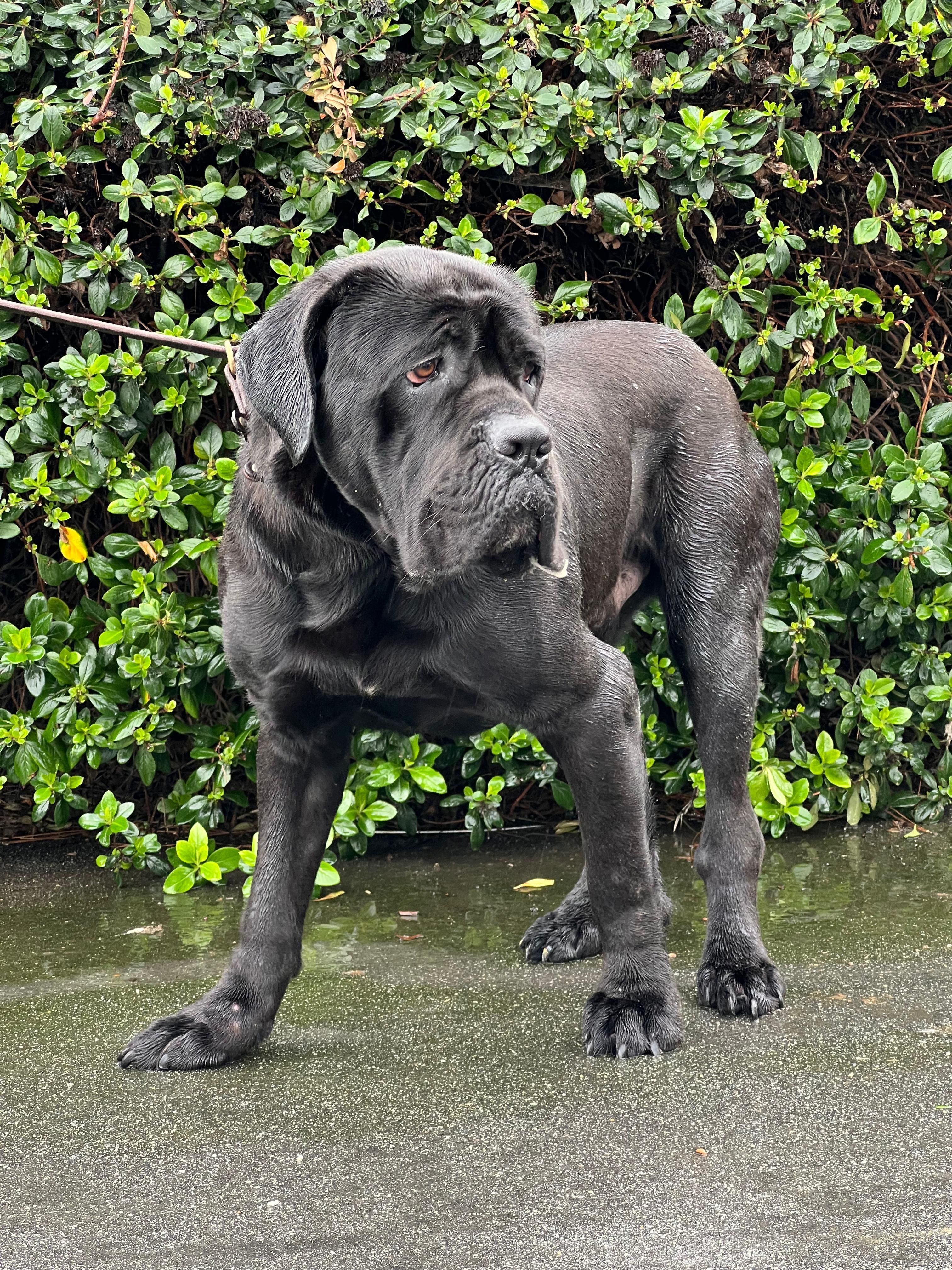 Sirius , a ADOPTABLE Cane Corso in San Juan Bautista, CA image 4/6