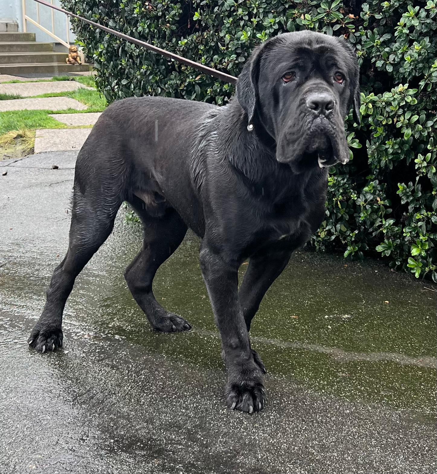 Sirius , a ADOPTABLE Cane Corso in San Juan Bautista, CA image 5/6