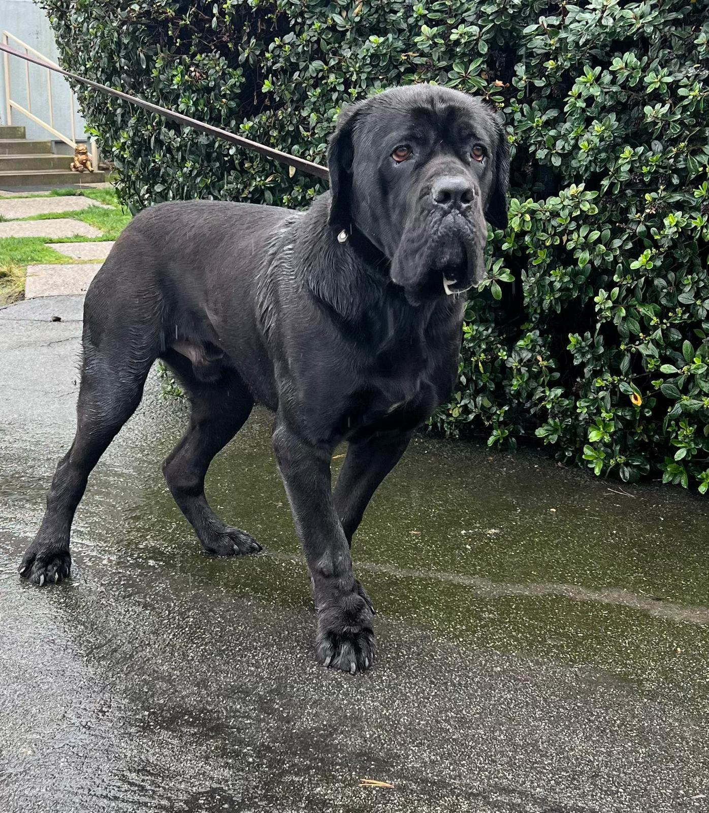 Sirius , a ADOPTABLE Cane Corso in San Juan Bautista, CA image 6/6