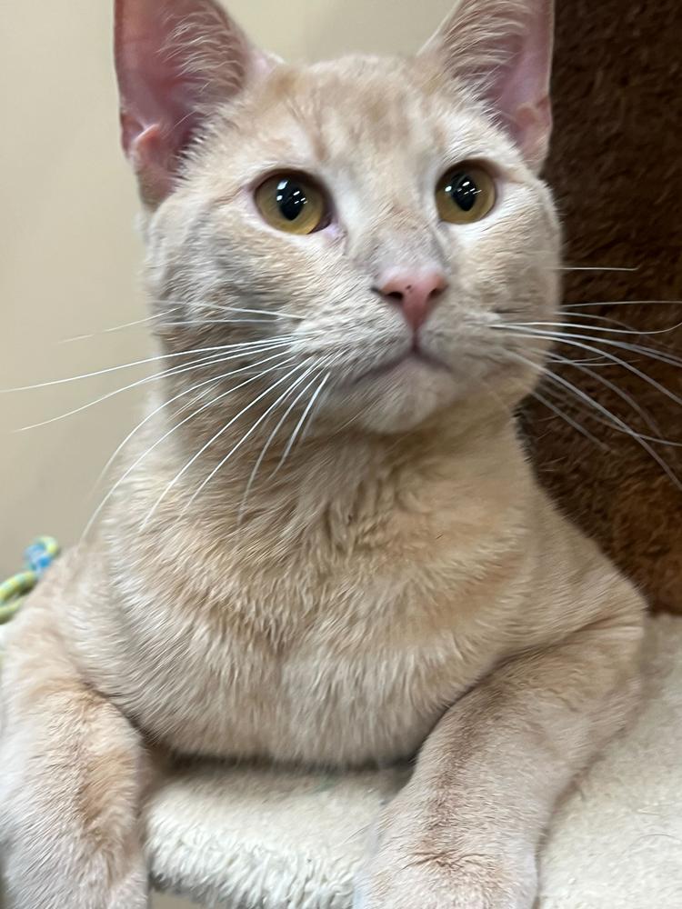 Enlarge Cornbread, a Adoptable Domestic Short Hair in Marietta, GA image 1/3