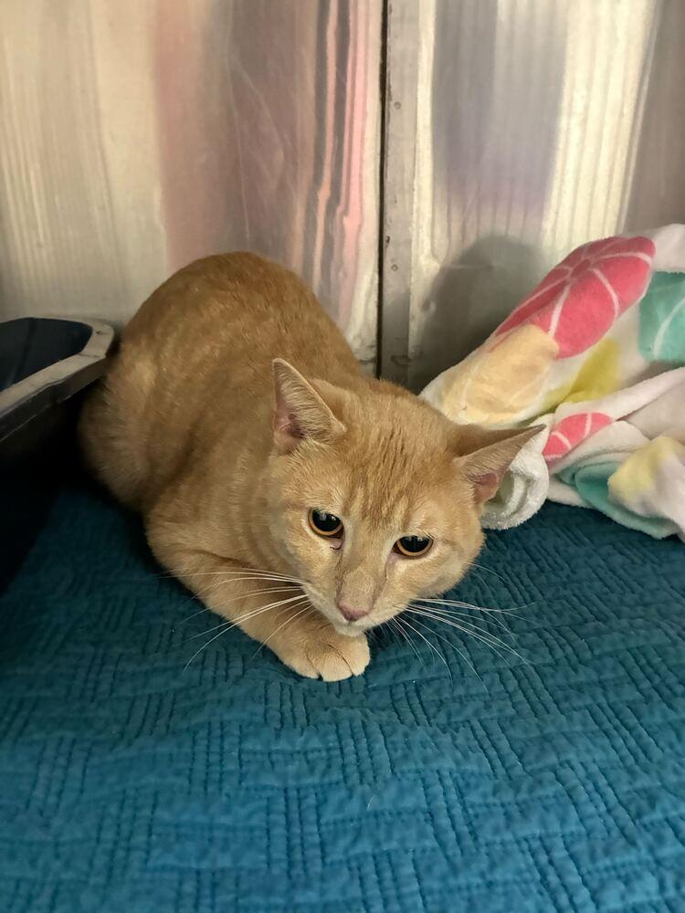 Enlarge Cornbread, a Adoptable Domestic Short Hair in Marietta, GA image 2/3