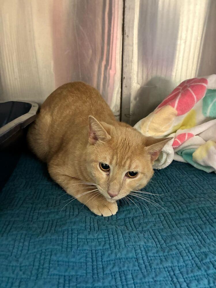 Enlarge Cornbread, a Adoptable Domestic Short Hair in Marietta, GA image 3/3