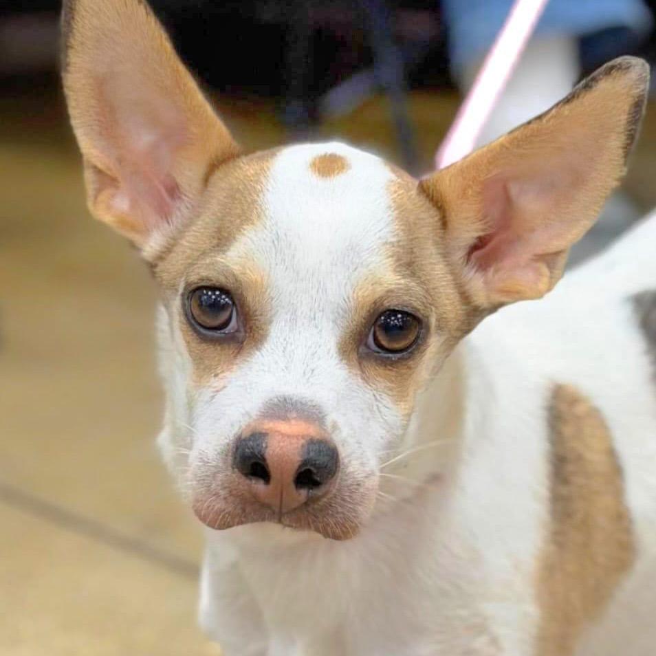 WINNIE, Adoptable, Adult Female Terrier.