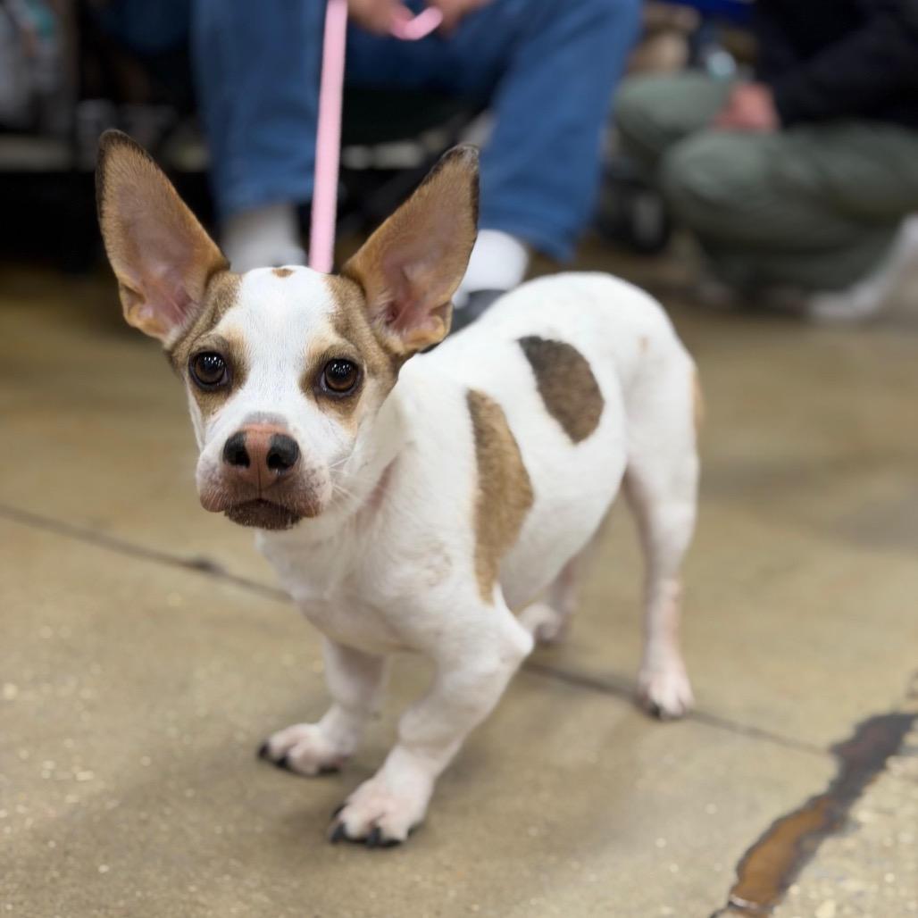 Enlarge WINNIE, a Adoptable Terrier in Berlin, NJ image 2/6