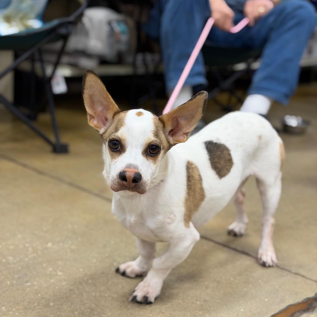 Enlarge WINNIE, a Adoptable Terrier in Berlin, NJ image 3/6