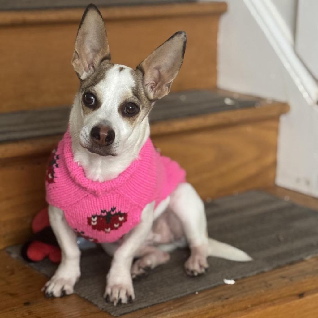 Enlarge WINNIE, a Adoptable Terrier in Berlin, NJ image 4/6