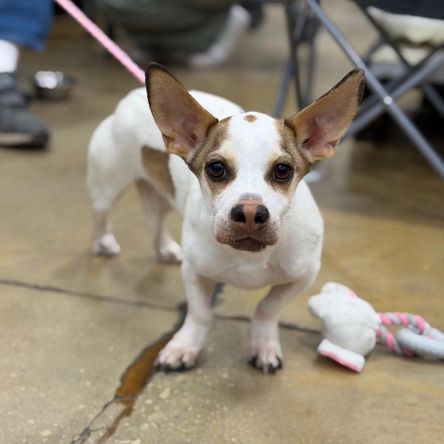 Enlarge WINNIE, a Adoptable Terrier in Berlin, NJ image 5/6
