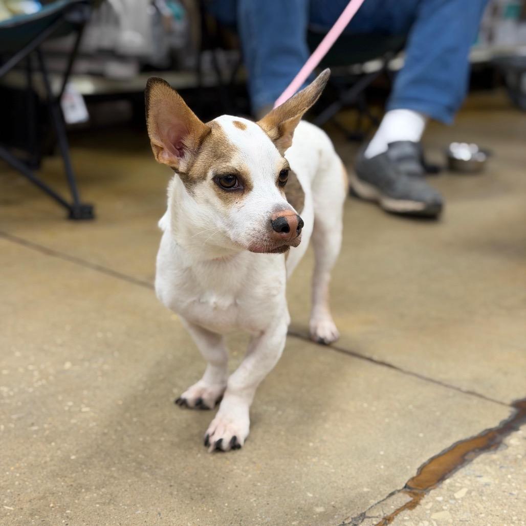 Enlarge WINNIE, a Adoptable Terrier in Berlin, NJ image 6/6