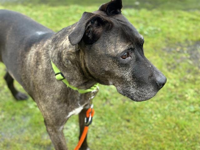 Enlarge EDGAR, a Adoptable mixed breed in Tacoma, WA image 1/1