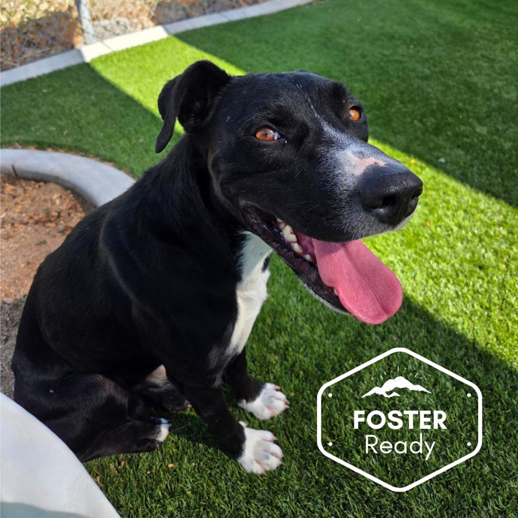 Solace, Adoptable, Adult Male Border Collie & Mixed Breed.