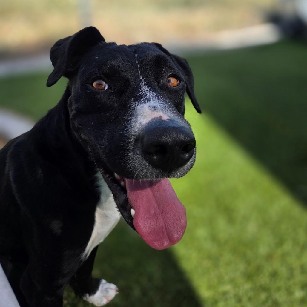 Solace, a Adoptable mixed breed in Incline Village, NV image 2/5