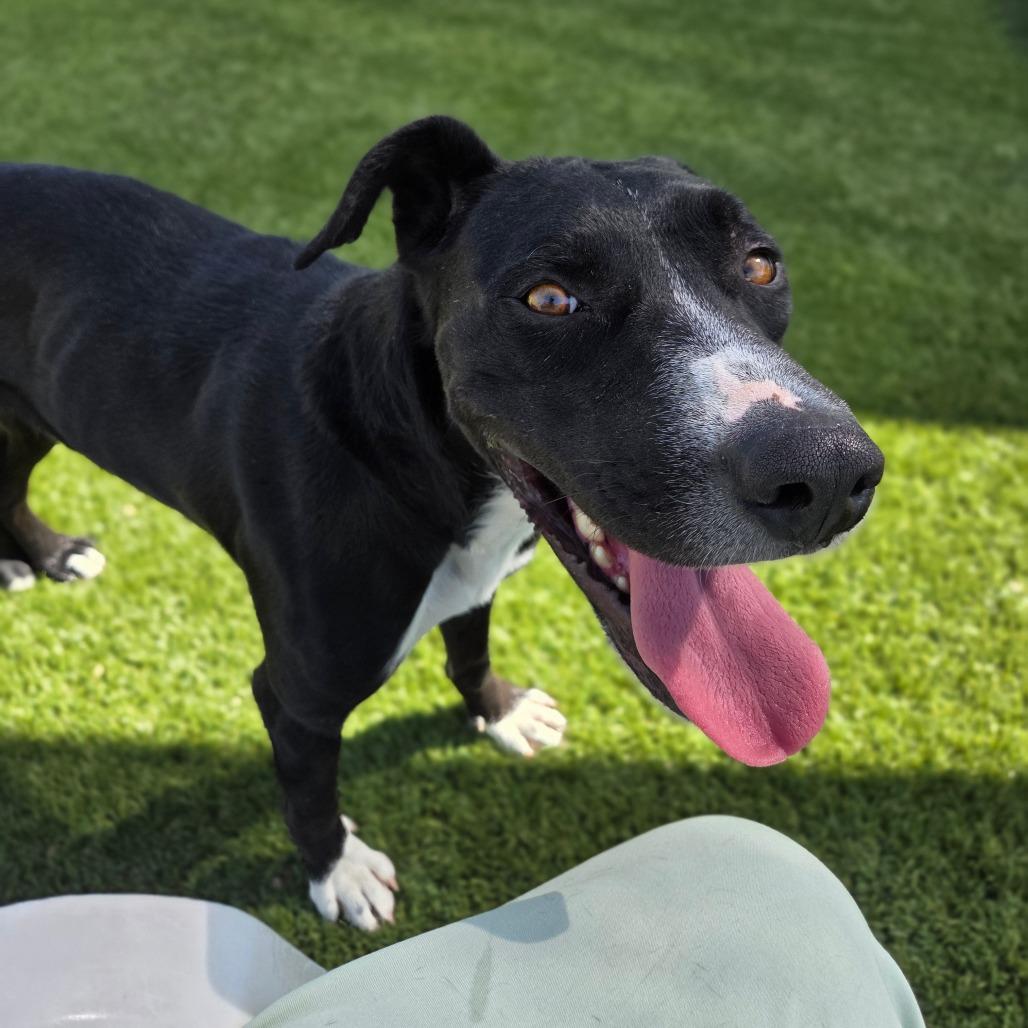 Solace, a Adoptable mixed breed in Incline Village, NV image 3/5