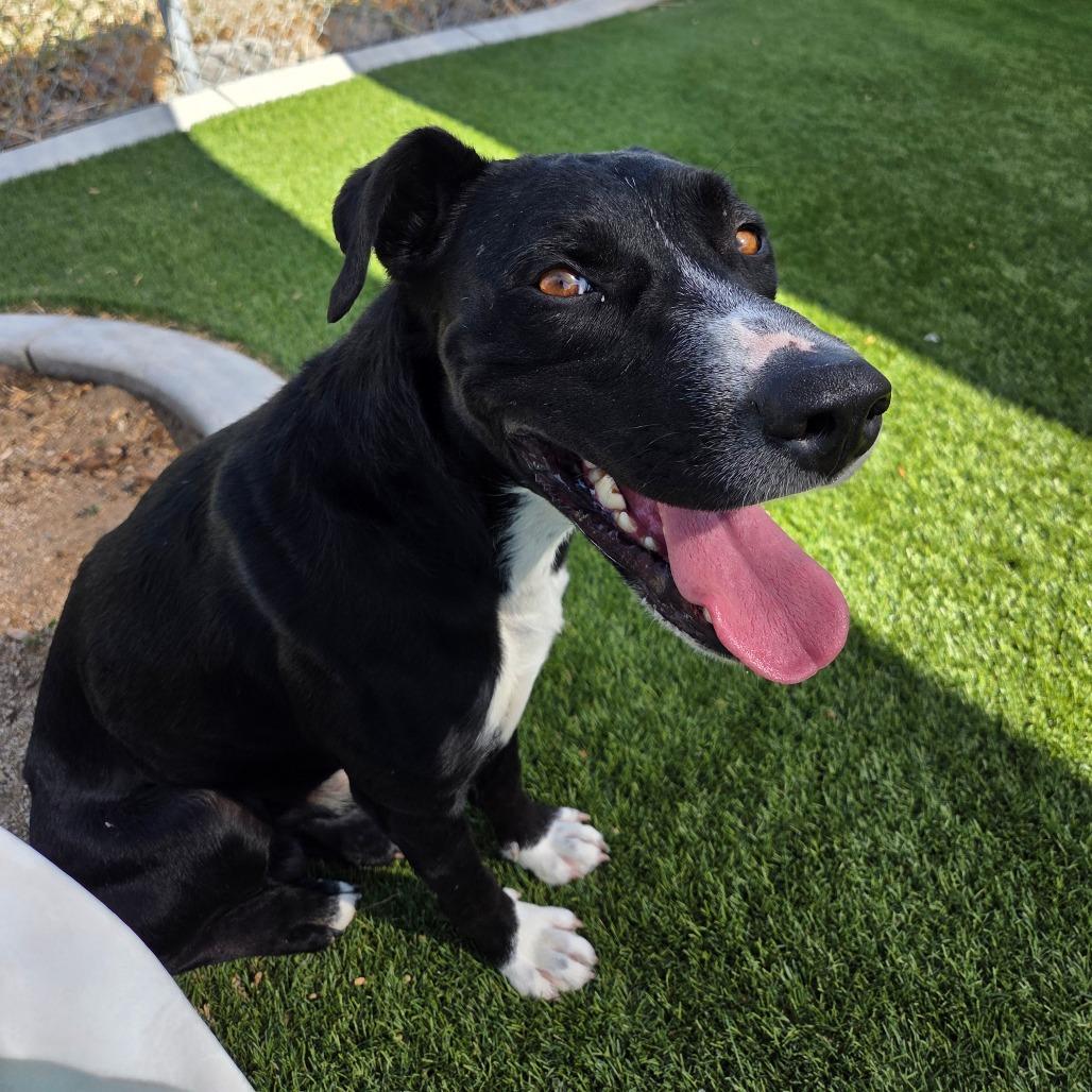 Solace, a Adoptable mixed breed in Incline Village, NV image 4/5