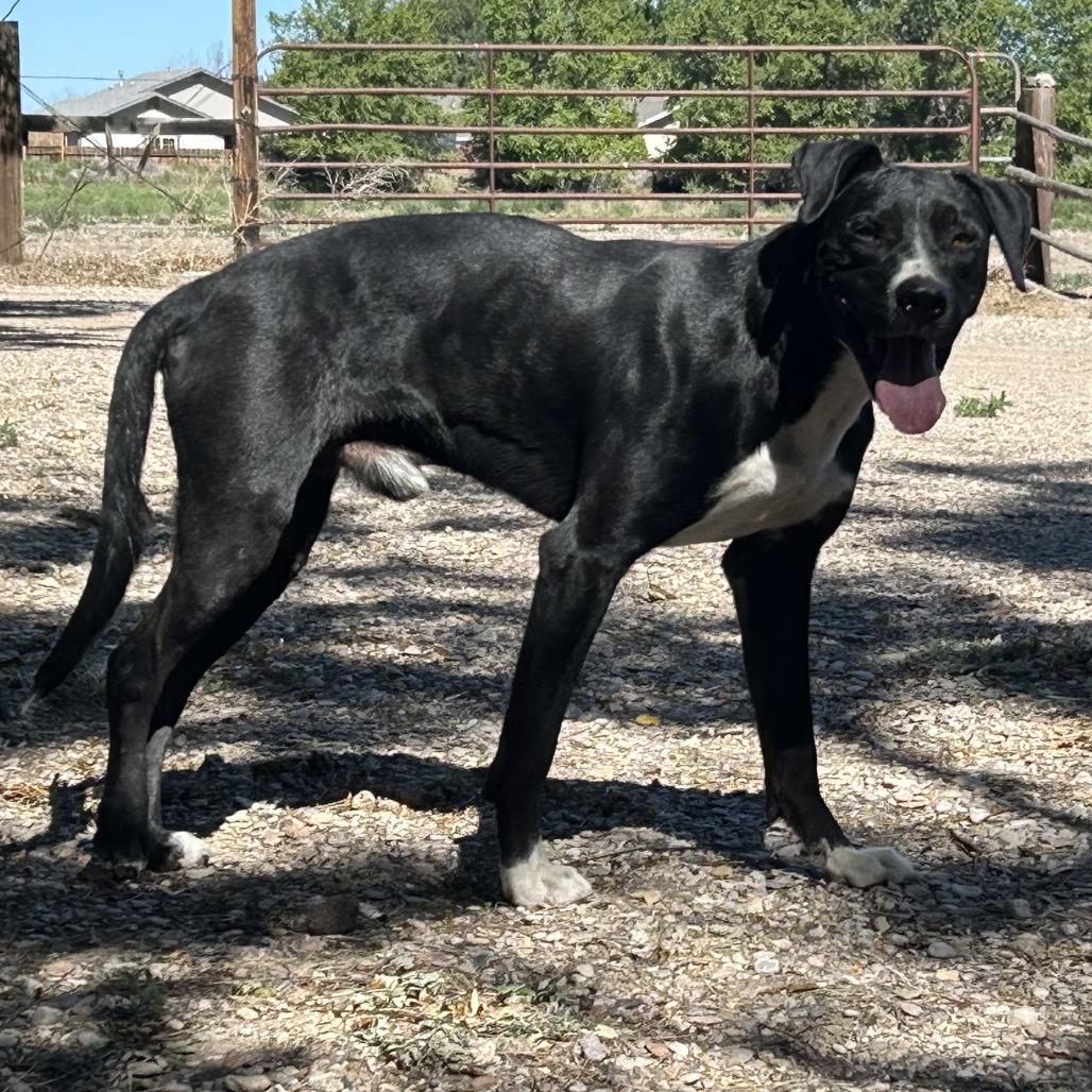 Solace, a Adoptable mixed breed in Incline Village, NV image 5/5