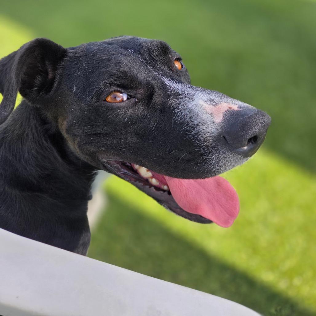 Solace, a Adoptable mixed breed in Incline Village, NV image 5/5