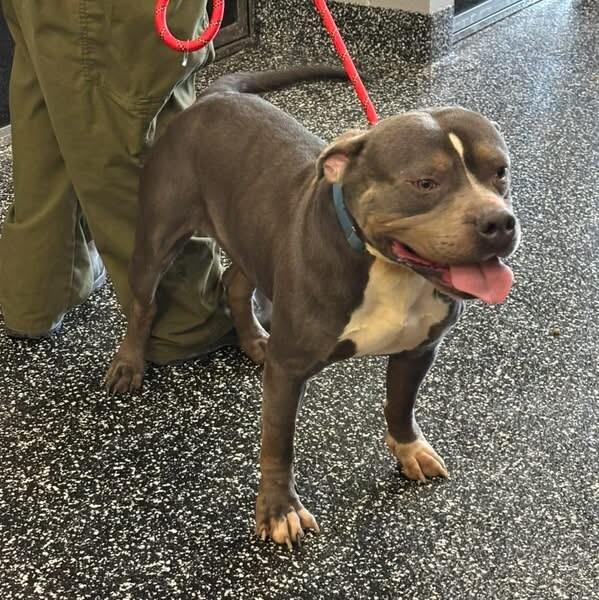 Blitz, Adoptable, Adult Male Pit Bull Terrier.