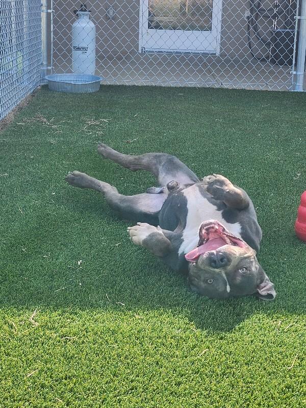 Enlarge Blitz, a Adoptable Pit Bull Terrier in Jackson, TN image 2/4