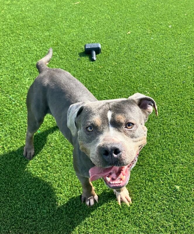 Enlarge Blitz, a Adoptable Pit Bull Terrier in Jackson, TN image 3/4