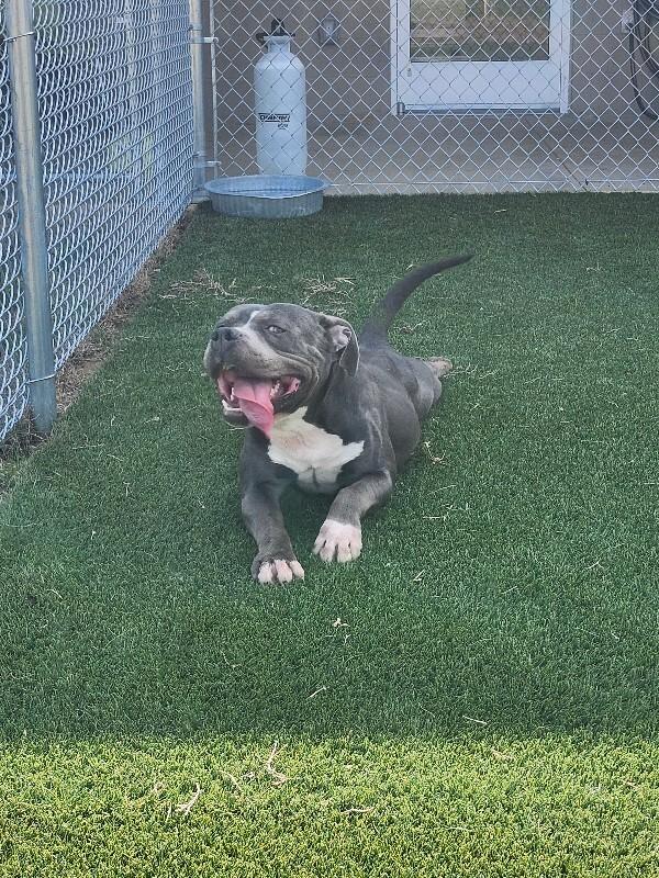 Enlarge Blitz, a Adoptable Pit Bull Terrier in Jackson, TN image 4/4