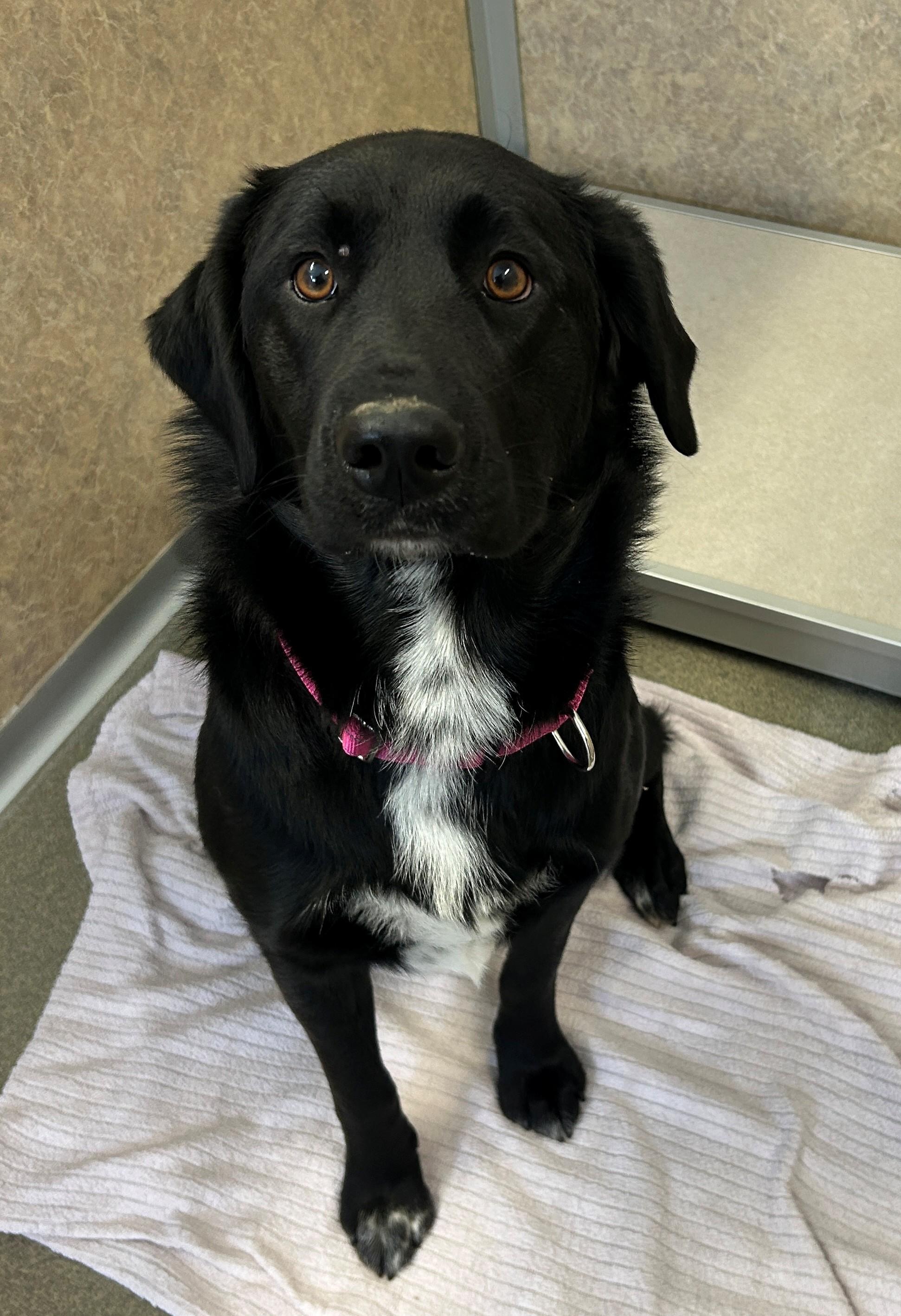 Enlarge Vi, a Adoptable mixed breed in Willmar, MN image 1/2