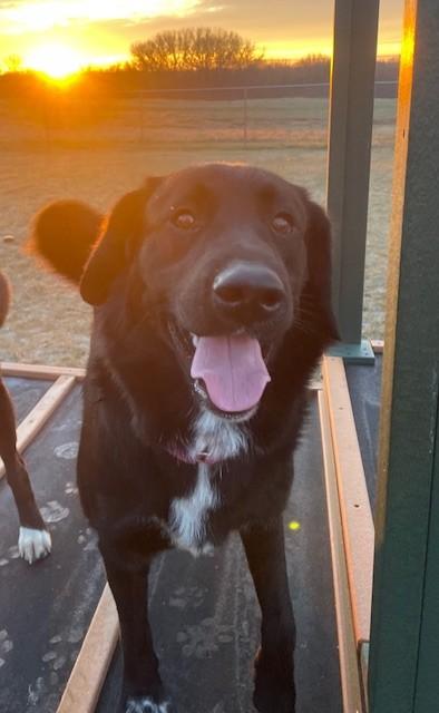 Enlarge Vi, a Adoptable mixed breed in Willmar, MN image 2/2