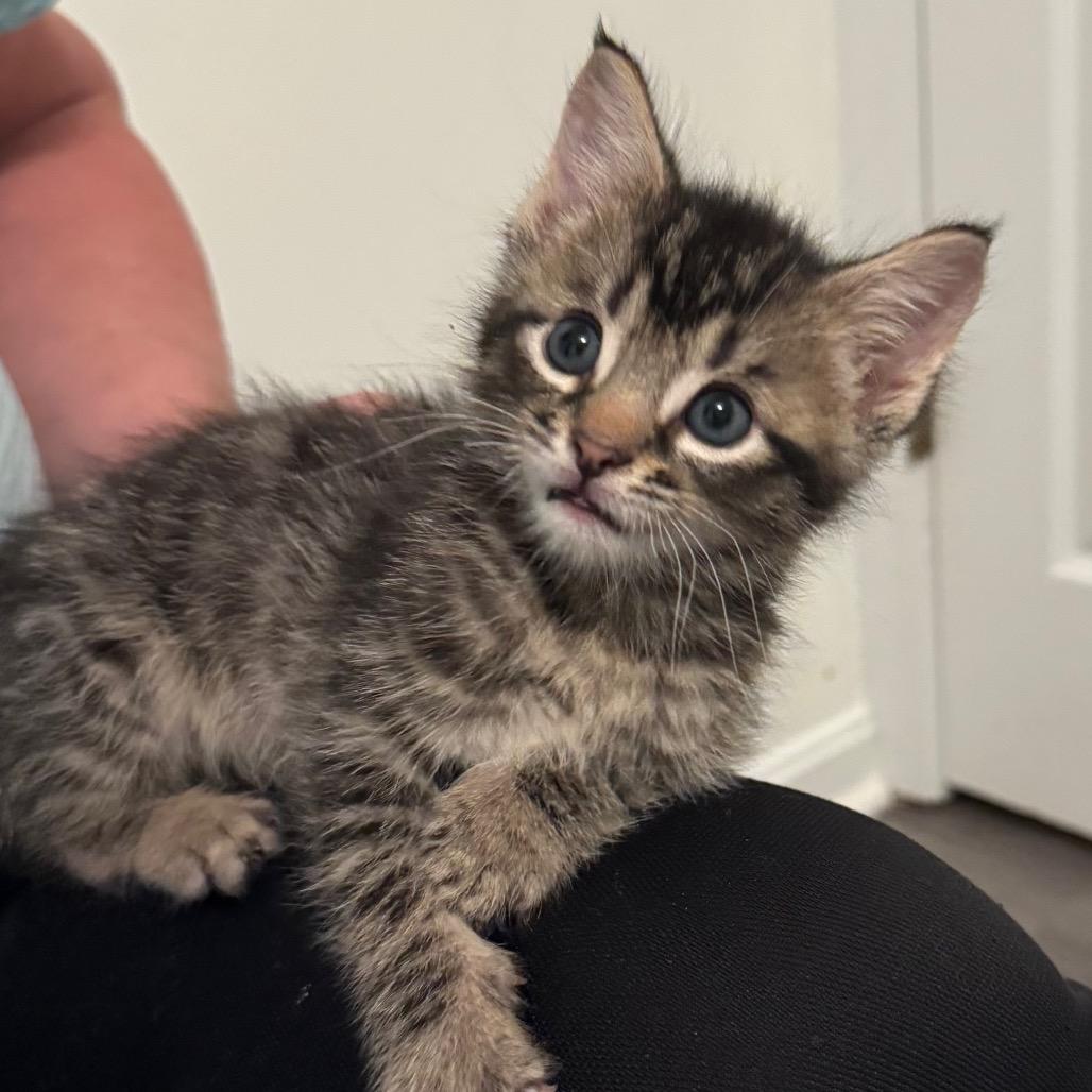 Enlarge Vinnie, a Adoptable Domestic Short Hair in Frederick, MD image 1/2