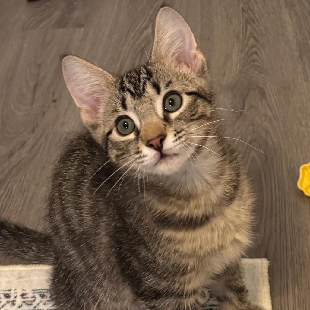 Enlarge Vinnie, a Adoptable Domestic Short Hair in Frederick, MD image 2/2