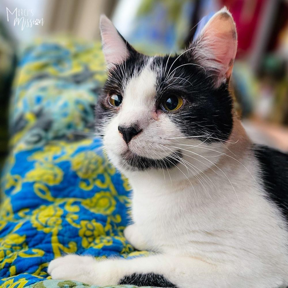 Sandy Gallito 7910-03, Adoptable, Adult Female Domestic Short Hair.
