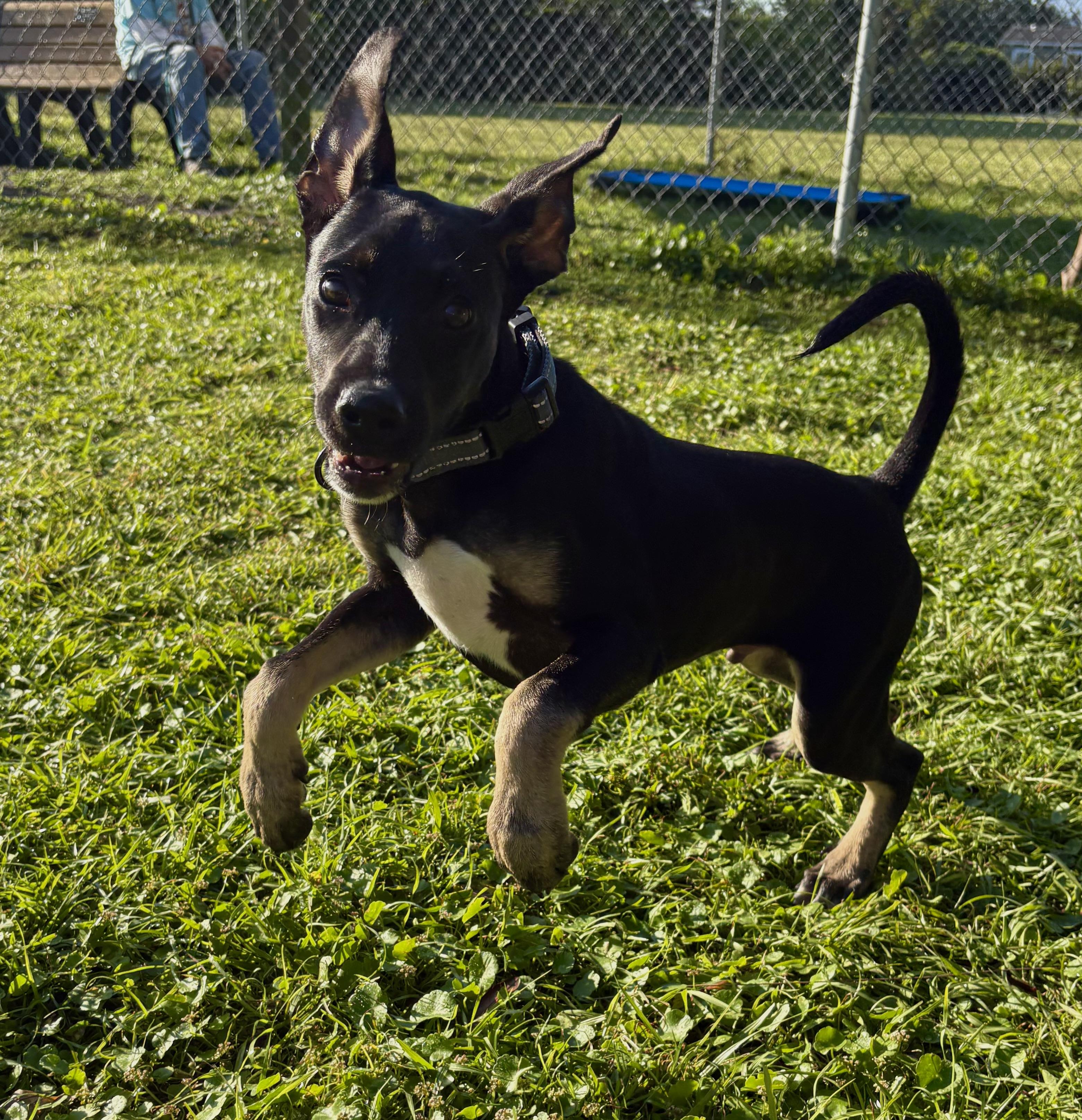 Enlarge Marcus 1260, a ADOPTABLE mixed breed in Boca Raton, FL image 3/4