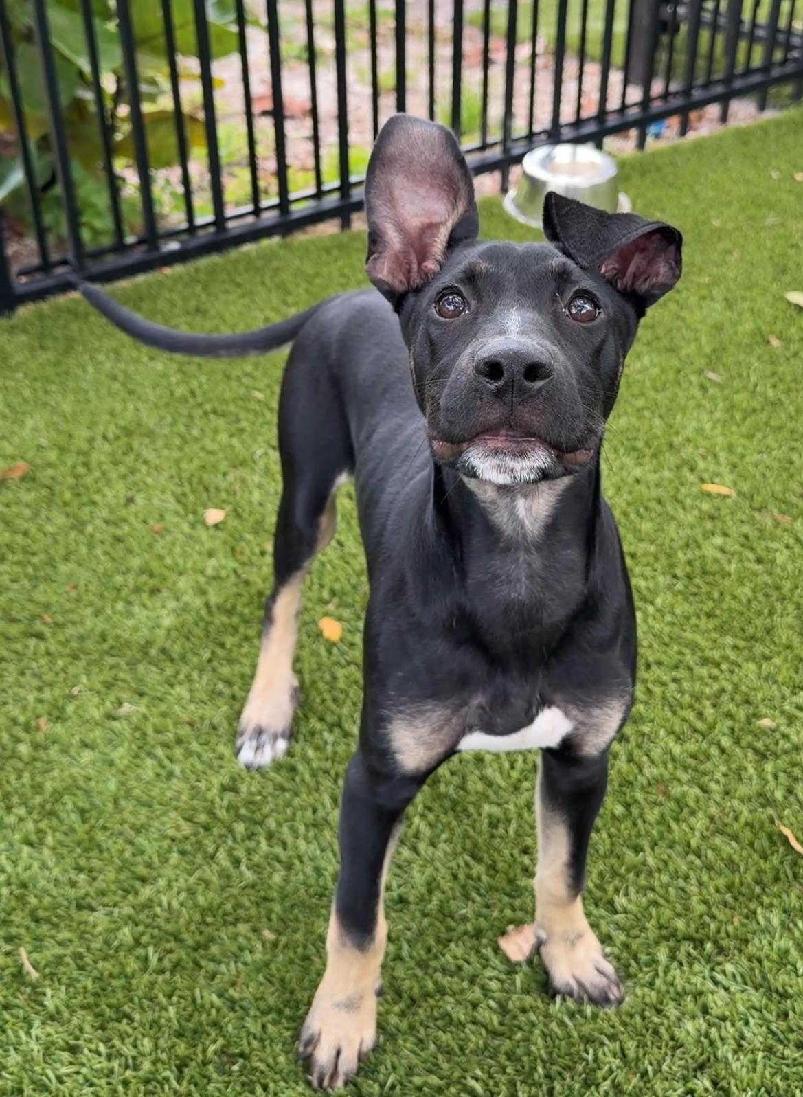 Enlarge Marcus 1260, a ADOPTABLE mixed breed in Boca Raton, FL image 1/4