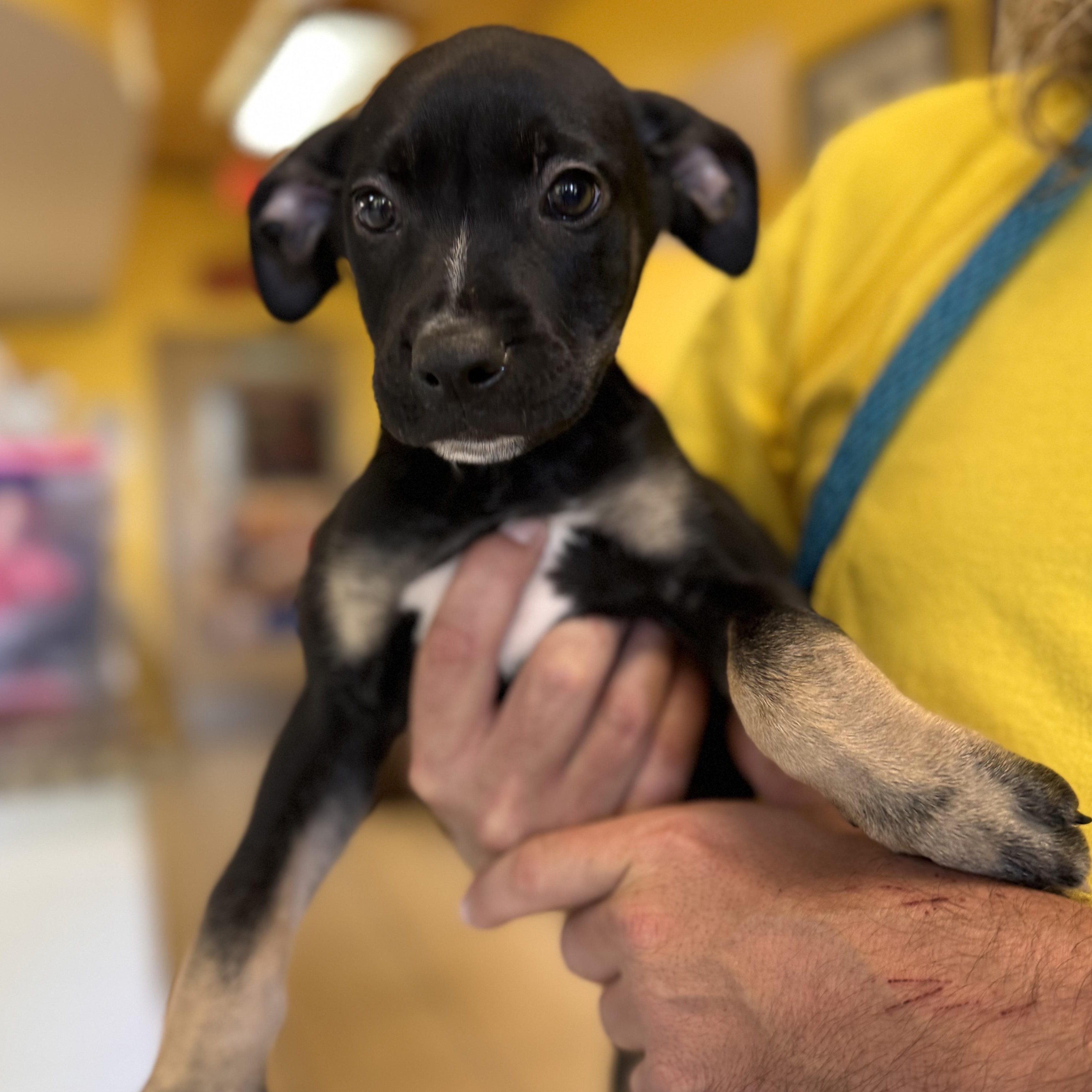 Enlarge Marcus 1260, a ADOPTABLE mixed breed in Boca Raton, FL image 4/4