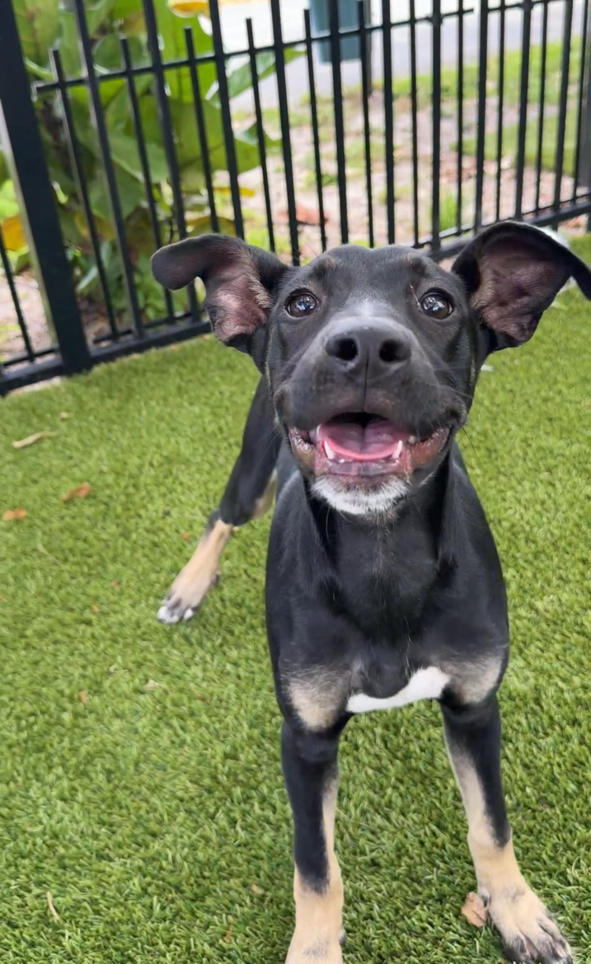 Enlarge Marcus 1260, a ADOPTABLE mixed breed in Boca Raton, FL image 2/4