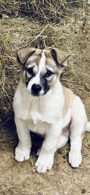 Buster, Adoptable, Puppy Male Husky & Staffordshire Bull Terrier.