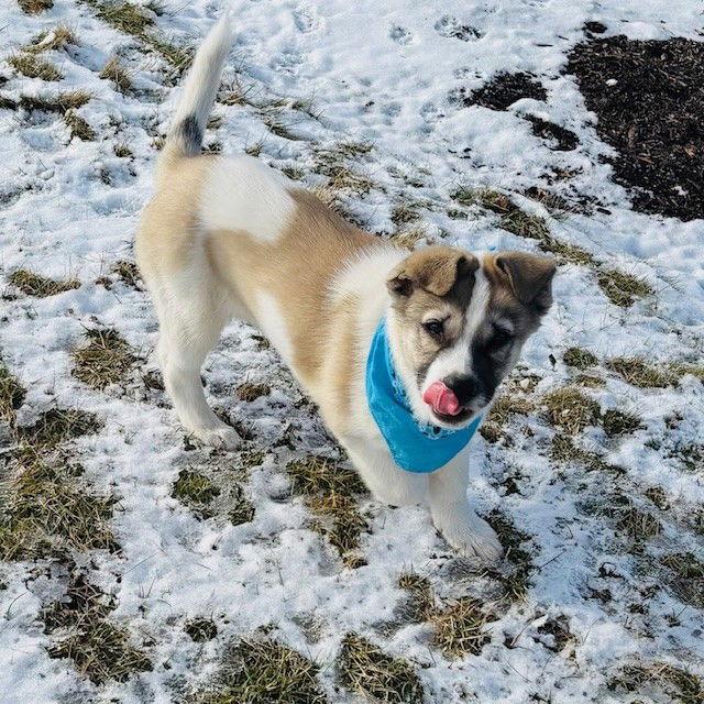 Enlarge Buster, a Adoptable mixed breed in Fort Wayne, IN image 2/3