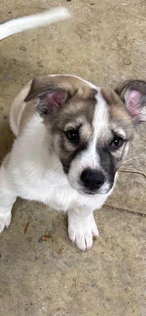 Enlarge Buster, a Adoptable mixed breed in Fort Wayne, IN image 3/3