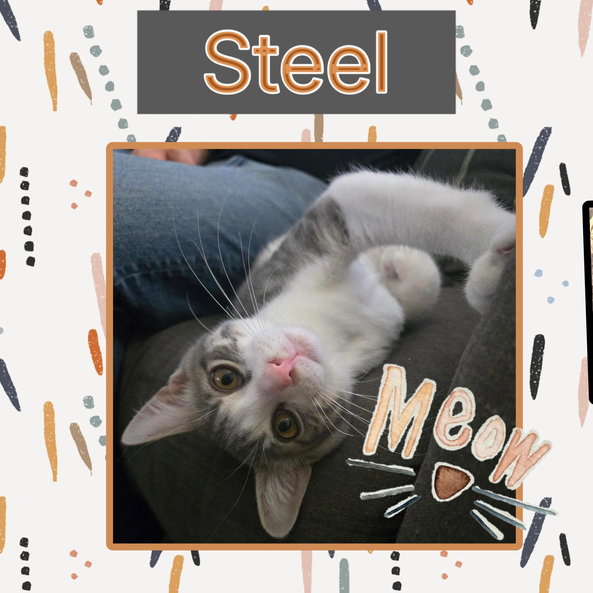 Steel, an adopted Domestic Short Hair in Kearney, NE image 1/2