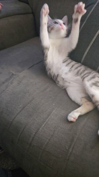 Enlarge Steel, an adopted Domestic Short Hair in Kearney, NE video 2/2