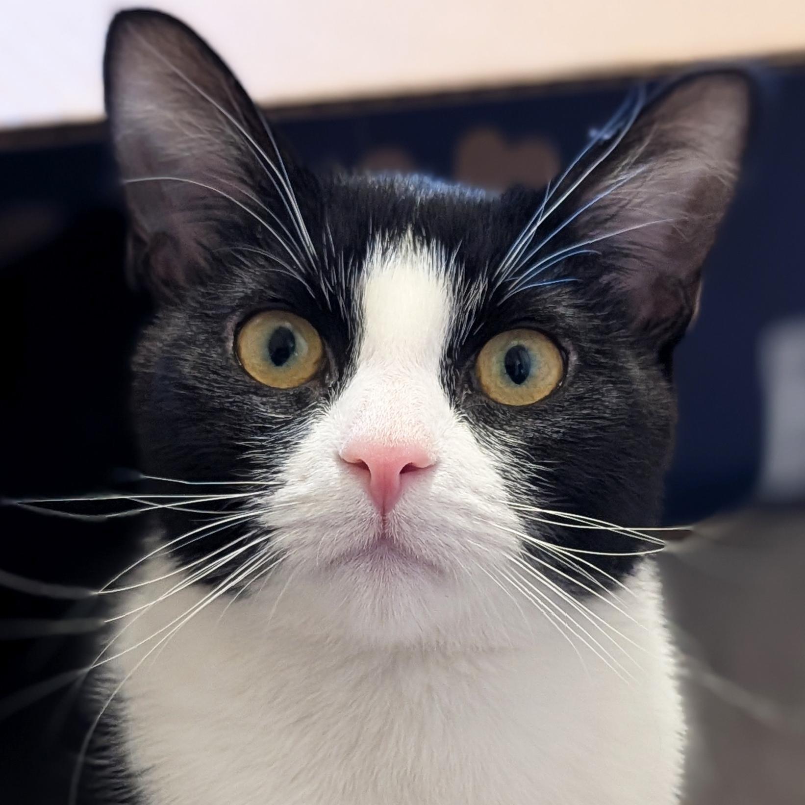 Pixel - Name Your Own Adoption Fee!, adoptable, Young Female Domestic Short Hair.