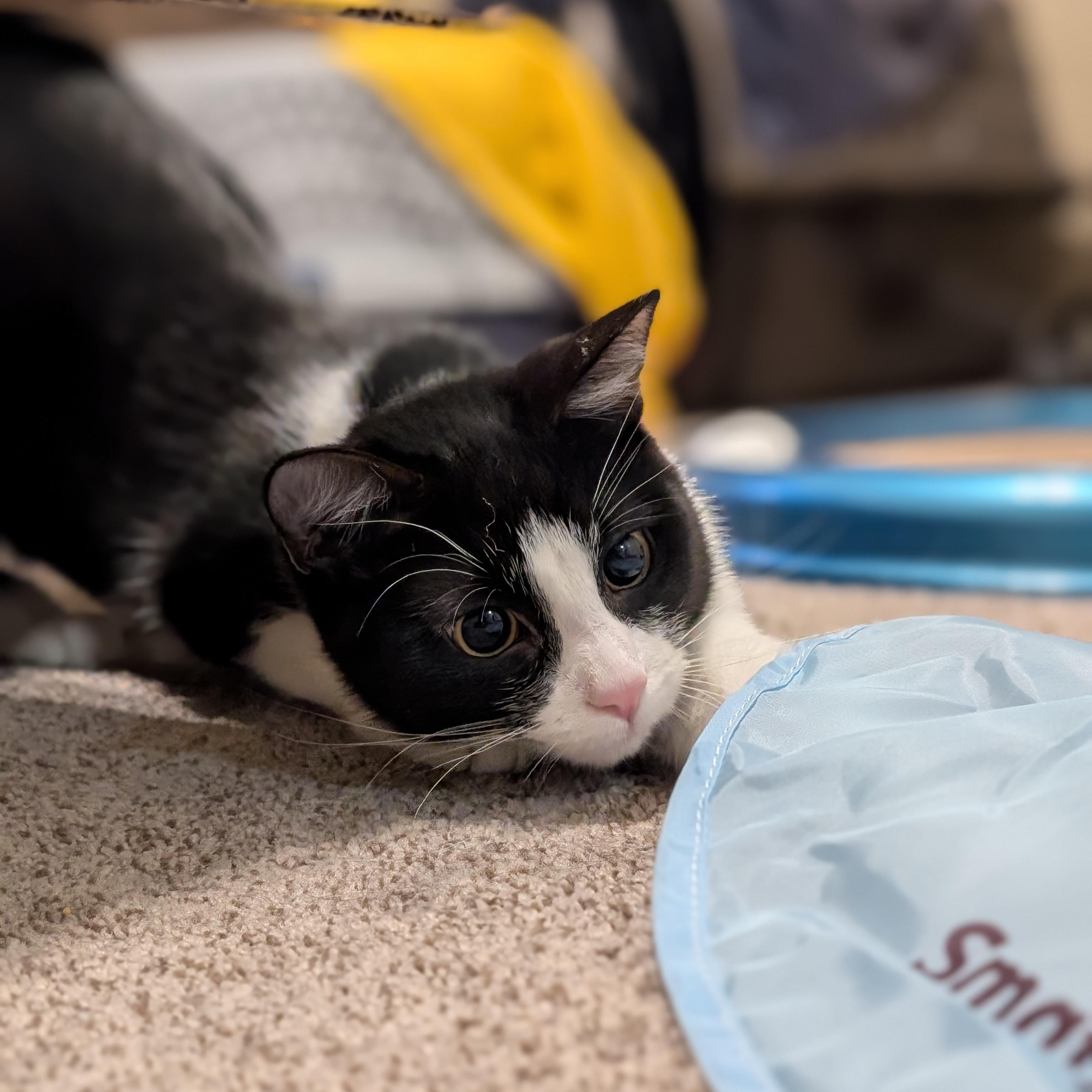 Enlarge Pixel - Name Your Own Adoption Fee!, an adoptable Domestic Short Hair in Jefferson, WI image 3/6