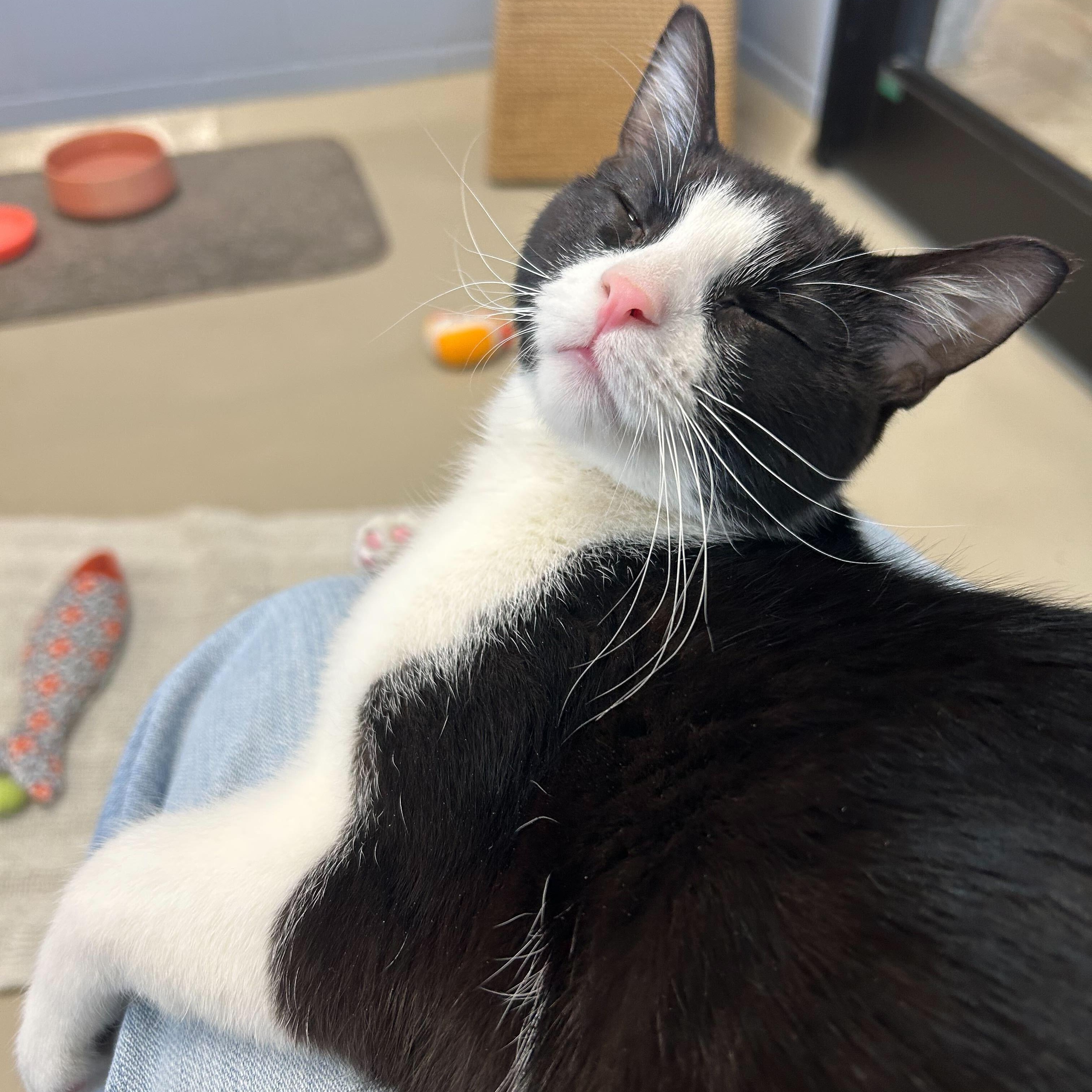 Enlarge Pixel - Name Your Own Adoption Fee!, an adoptable Domestic Short Hair in Jefferson, WI image 6/6