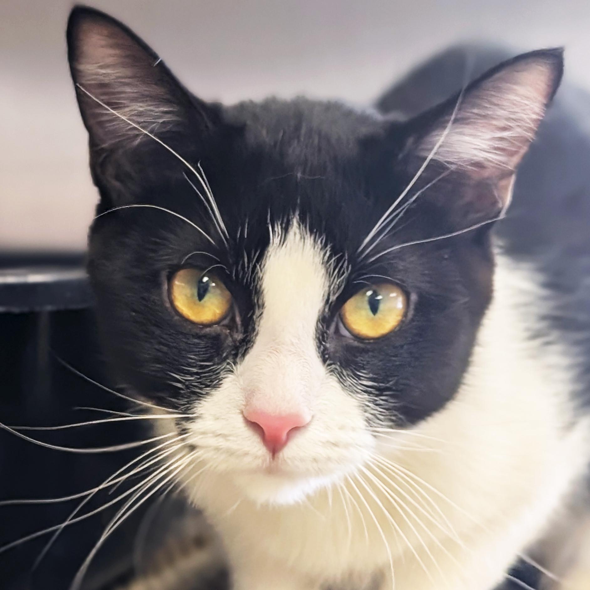 Pixel, an adoptable Domestic Short Hair in Jefferson, WI image 1/2