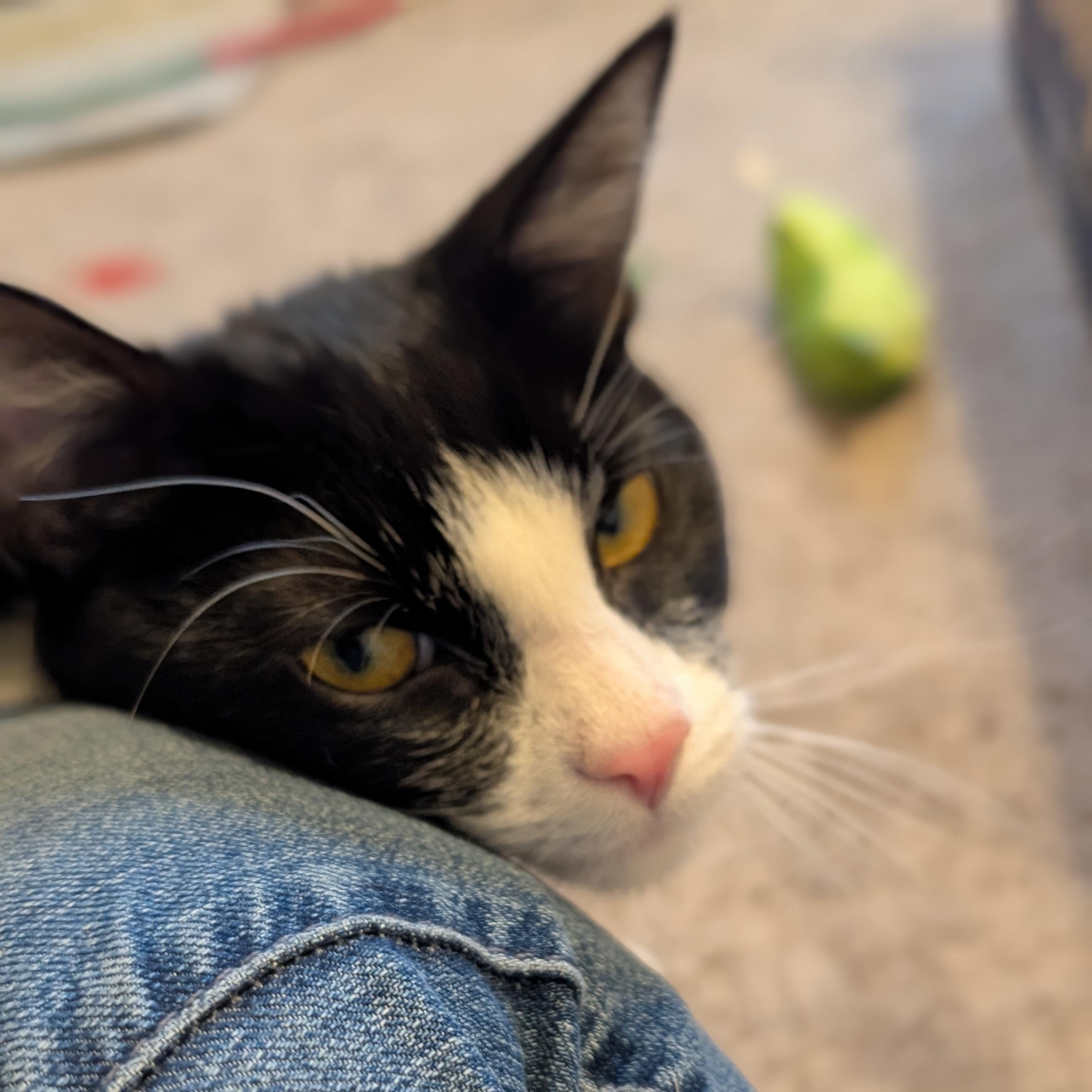 Enlarge Pixel - Name Your Own Adoption Fee!, an adoptable Domestic Short Hair in Jefferson, WI image 4/6