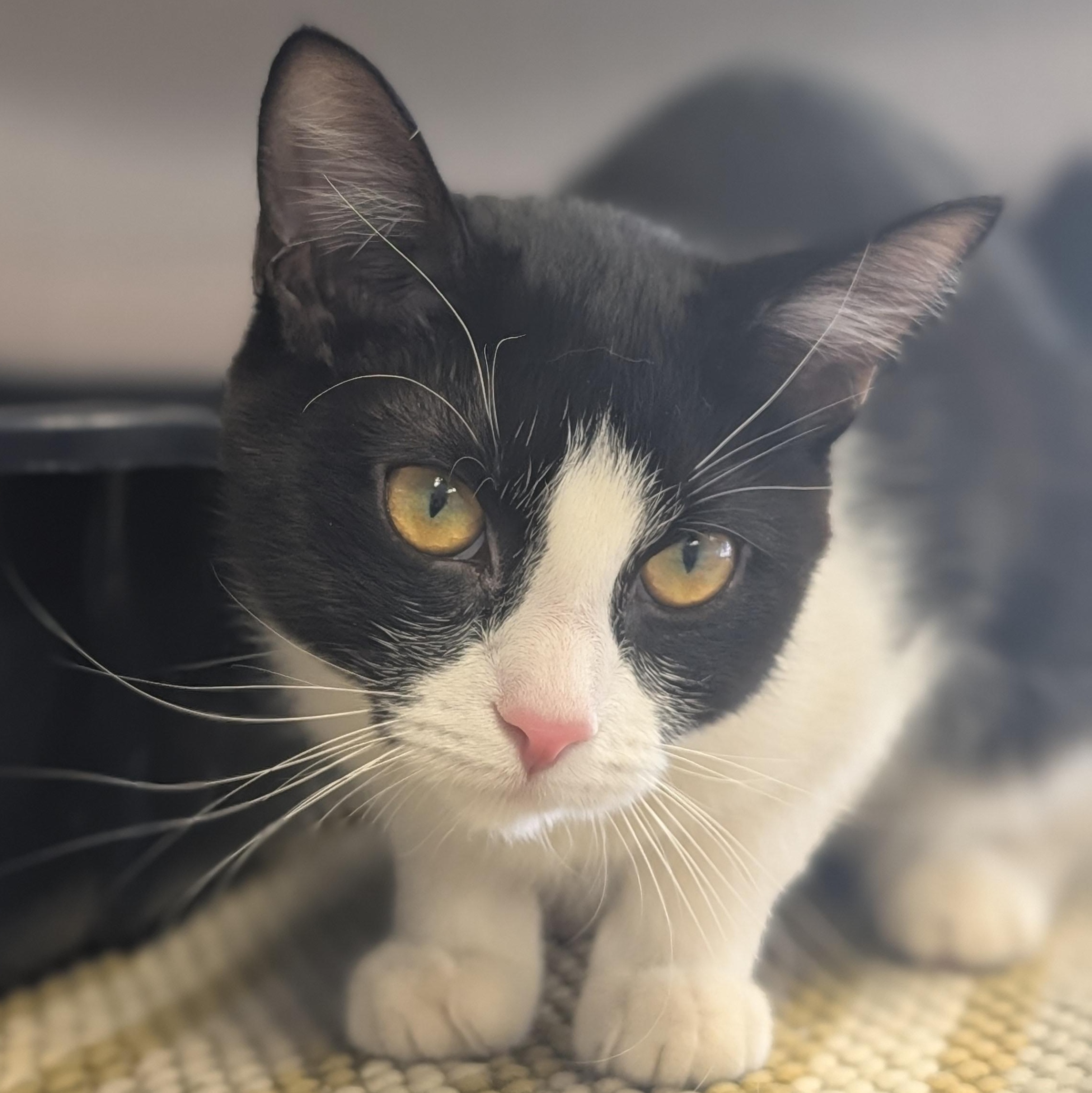 Pixel, an adoptable Domestic Short Hair in Jefferson, WI image 2/2