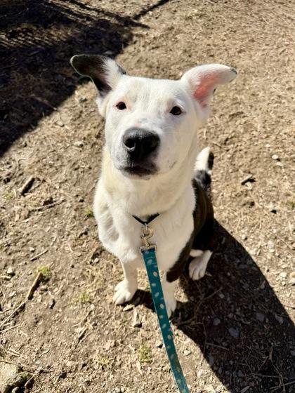 Ollie North — thumbnail 2