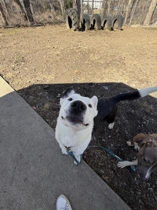 Ollie North — thumbnail 3