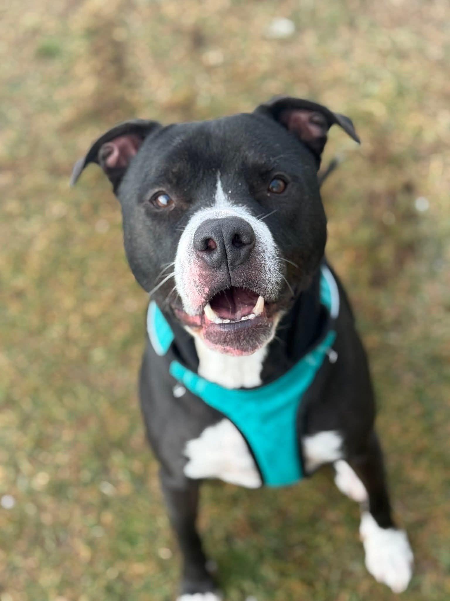 Jack, ADOPTABLE, Adult Male Staffordshire Bull Terrier.