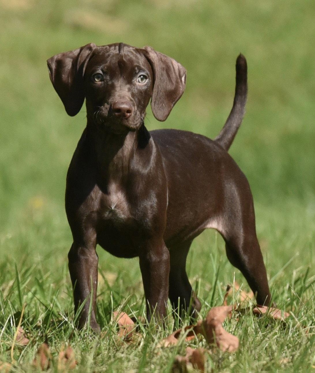 Fila, Adoptable, Puppy Female Chocolate Labrador Retriever & Pointer.