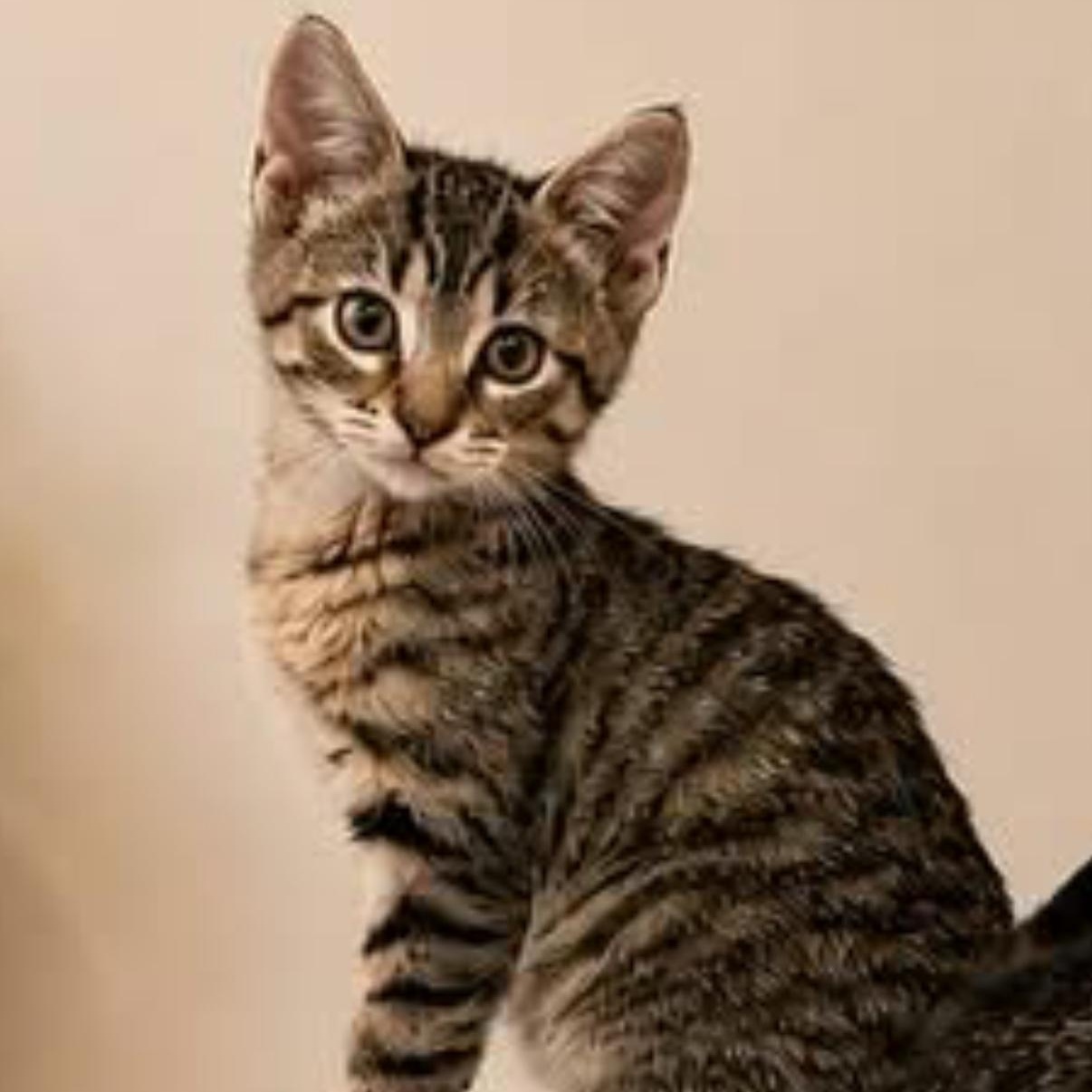 TIC- TAC- TOE, ADOPTABLE, Kitten Female Tabby.