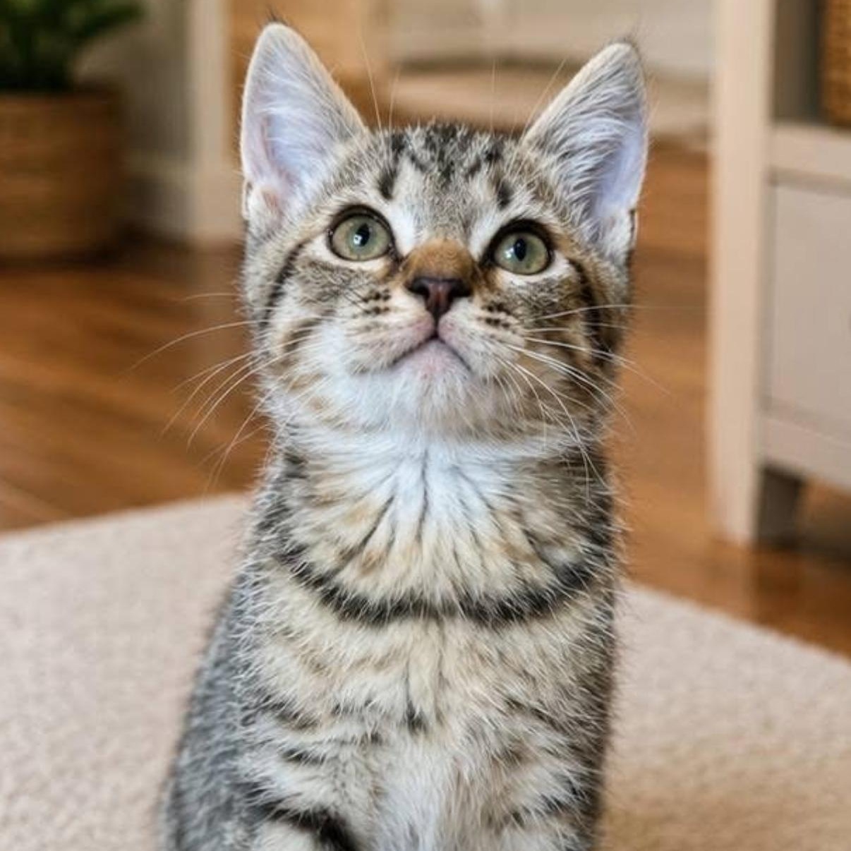 TIC- TAC- TOE, a ADOPTABLE Tabby in Hartville, OH image 3/3